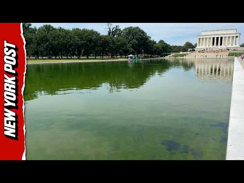 Green Algae Continues To Muck Up Reflecting Pool