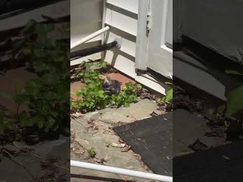 Fearless Mother Rabbit Battles Snake Wrapped Around Her Baby #shorts