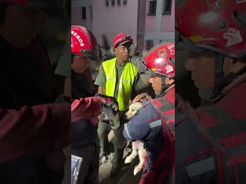 Puppy saved from fallen building in Venezuela after devastating earthquakes #shorts