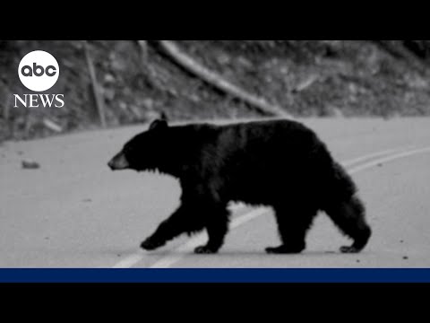 Hiker survives grizzly bear attack: ‘I thought…this is it’