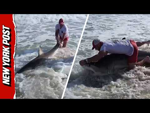 Watch Fisherman Wrangle Great White Shark With His Bare Hands