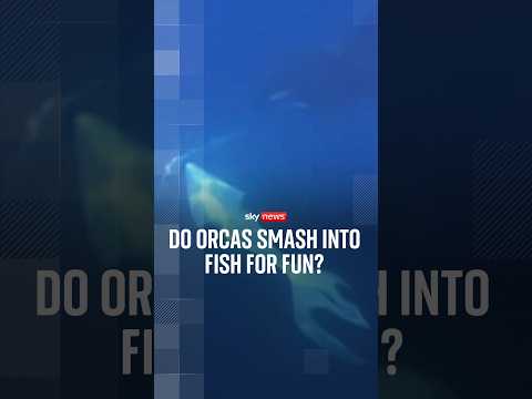 Do orcas smash into fish for fun?