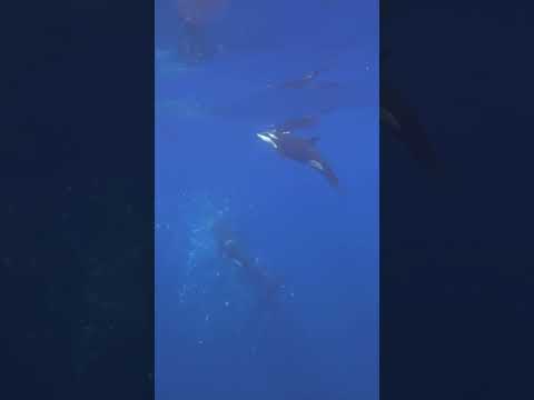Orcas Caught Tearing Apart 4,000-Pound Fish in Never-Before-Seen Behavior #shorts