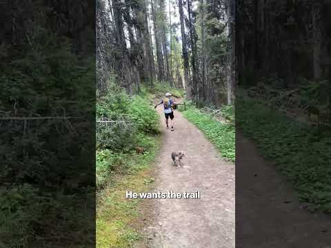 Bear Stalks Hikers and Dog During Scary Trail Encounter #shorts