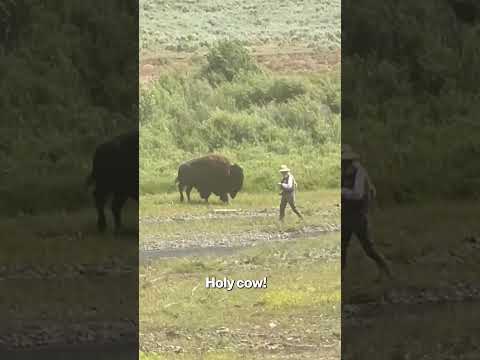 Family Desperately Honks to Warn Clueless Fisherman of Lurking Beast #shorts