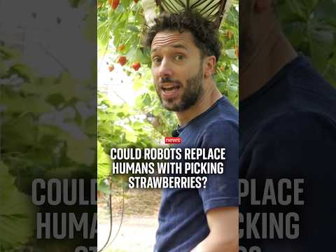Could robots replace humans picking strawberries?