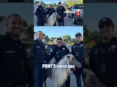Cops ‘HORSIN AROUND’ with runaway pony #foxnews #news #us #fox