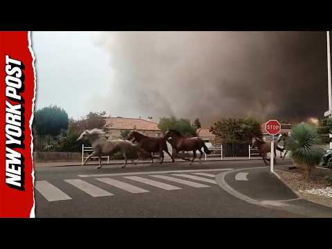 Haunting Scenes Show Horses Running Through Wildfire Smoke in France