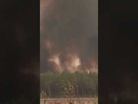 Haunting Scenes Show Horses Running Through Wildfire Smoke in France #shorts