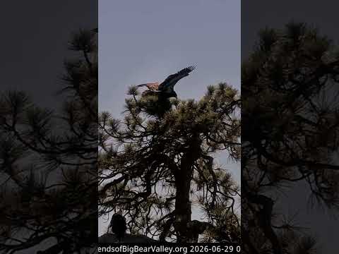 Bald Eagle Chick Soars on Incredible First Flight #shorts