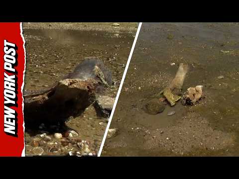 Ancient Mammoth Remains Emerge as Danube Hits Record Low