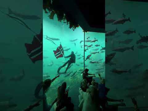 Norwegian diver performs ‘viking row’ underwater #shorts