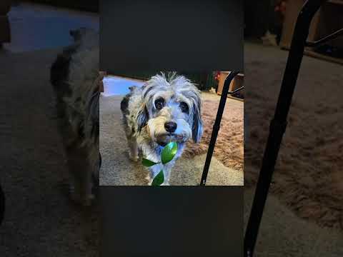 Update on my dog Lucy
