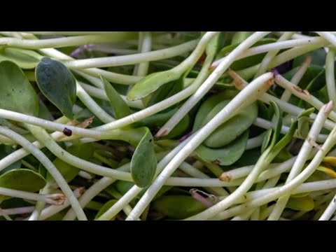 Alfalfa sprouts linked to food poisoning illnesses like E. coli and salmonella