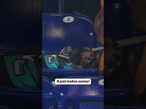 Dogs everywhere ๐
#mlb #baseball #dog