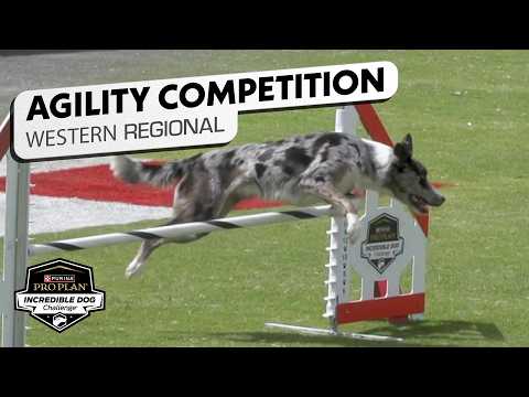 Incredible Dog Challenge 2026: Medium Dog Agility Competition Western Regional | NBC Sports