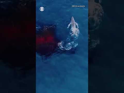Humpback whale gives birth in stunning drone video #shorts