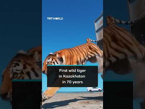 Kazakhstan releases tiger into wild in attempt to restore species after 70 years
