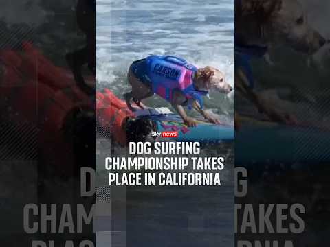 Dog surfing championship takes place in California