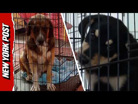 Hundreds of Animals Stranded as Disastrous Wildfires Continue to Sweep Across Athens