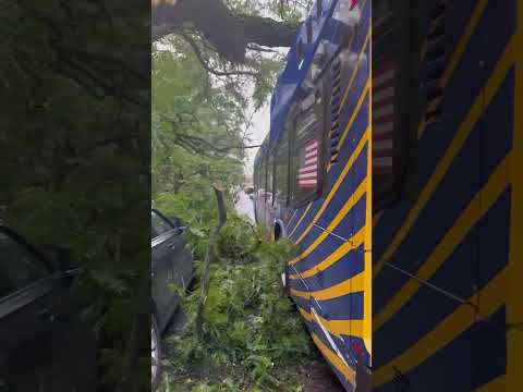Fallen Tree CRASHES onto NYC Bus #shorts