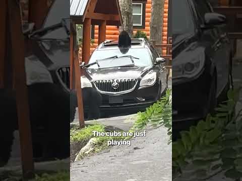 Shocking Moment Bear Family Uses Parked Car as Their Personal Playground #shorts