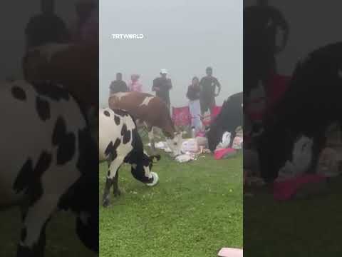 Family picnic attracts unexpected guests
