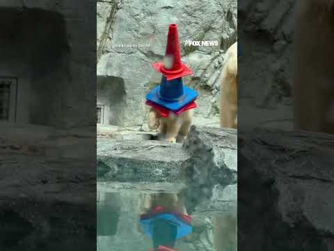 Polar bear cub ROCKS traffic cone hats at Japan aquarium #foxnews #news #shorts #animals