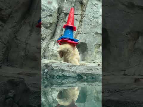 Momota the Polar Bear Cub Steals Hearts — And Traffic Cones #shorts