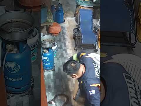 Pet Owner Wrestles Python With Bare Hands to Save Family Cat #shorts