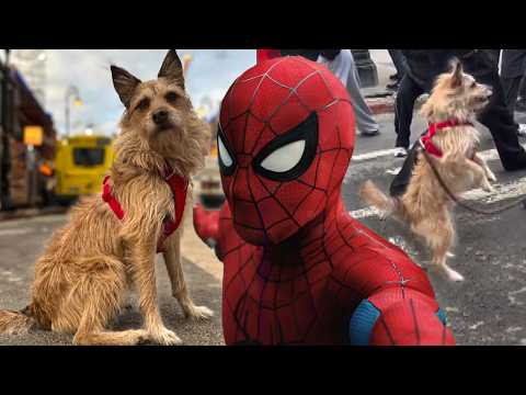 How Spider-Man: Brand New Day Pulled Off Those DOG Stunts