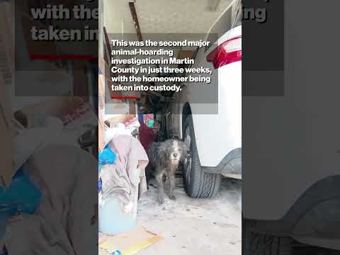 30+ Dogs Found Covered in Feces Inside Filthy Florida Hoarder House #shorts