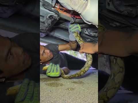 8ft Python Found Lurking Inside Car in Terrifying Four-Hour Removal #shorts