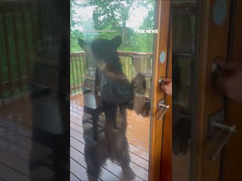 WATCH: Bear CAUGHT trying to break into cabin #shorts #us #news #foxnews #viral