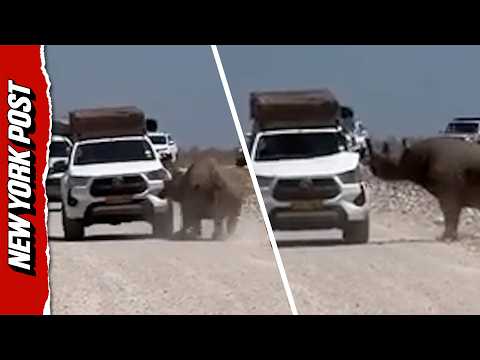 Watch: Furious Rhino Charges and Damages Tourist’s Car in South Africa