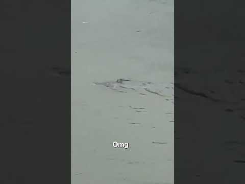 Shark Spotted in NJ Streets Flooded by Nor’easter #shorts