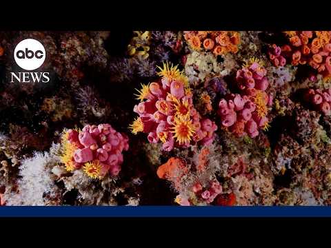 What to know about new research on underwater ecosystems