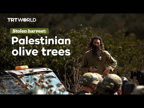 How Israel systemically steals Palestinians’ olives