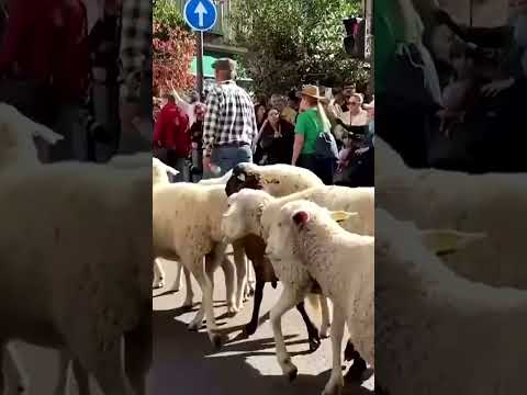 Thousands of sheep take over Madrid’s streets #shorts