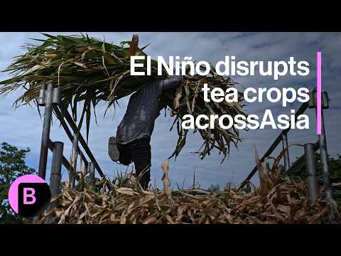 Tea and Coffee Supplies Feel the Heat of El Niño