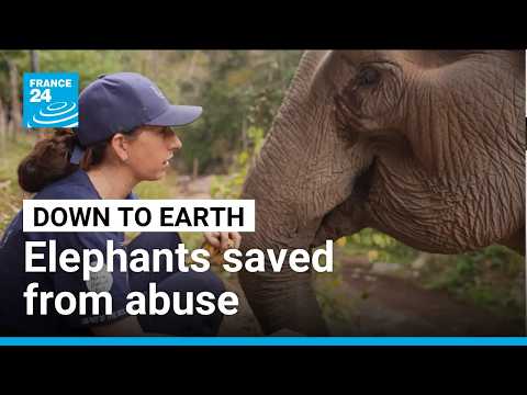 Frenchwoman buys elephants from abusive owners in Laos • FRANCE 24 English