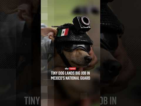 Tiny dog lands big job in Mexico’s National Guard