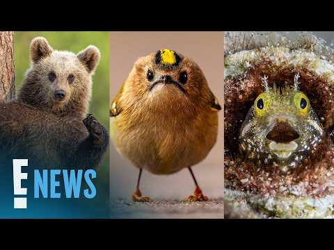 Froggy Faceplant, “Sexy” Mantis: Hilarious Comedy Wildlife Awards Finalists | E! News