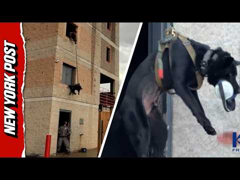 DC K-9s Get Intense Training As Dogs Show Off Rappelling Skills