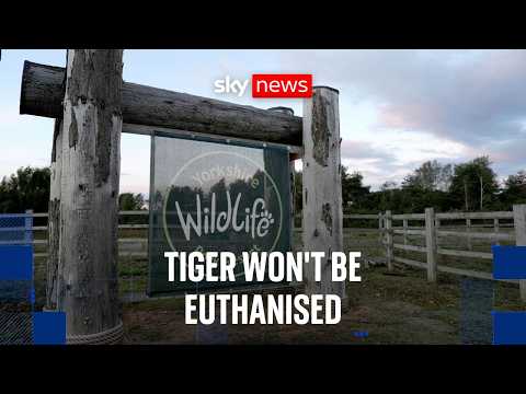 Tiger who ‘attacked’ a man at Yorkshire park will not be euthanised