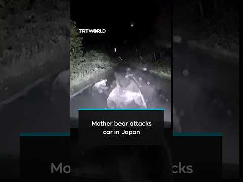 Dashcam footage of mother bear charging and attacking a car in northern Japan