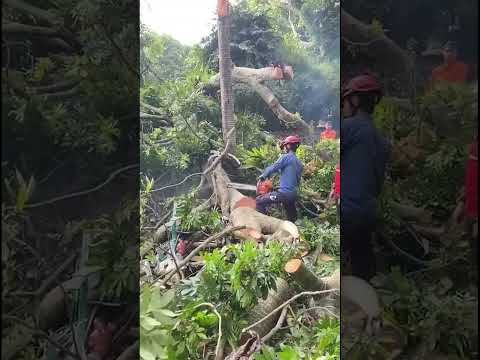 Terrifying Moment 130-Ft Tree Crashes Onto Crowd, Injures 4 #shorts