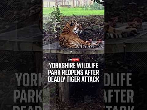 Yorkshire Wildlife Park reopens after deadly tiger attack